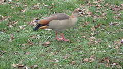 Alopochen aegyptiaca