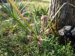 Cyperus entrerianus
