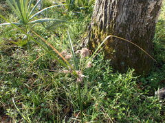 Cyperus entrerianus