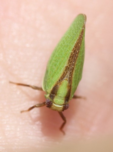 Two-striped Planthopper photo 5