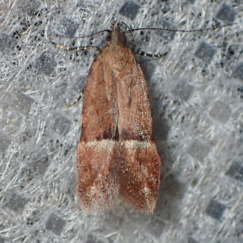 Eudactylota iobapta