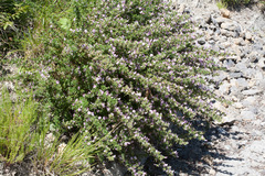 Ononis spinosa spinosa