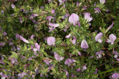 Ononis spinosa spinosa