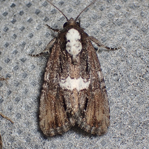 Half-banded Bryolymnia photo 5