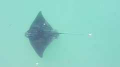 Myliobatis tenuicaudatus