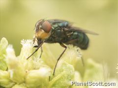 Compsomyiops callipes