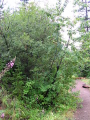 Acer glabrum douglasii