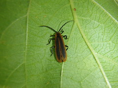 Trichalus ampliatus