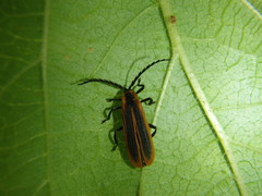 Trichalus ampliatus