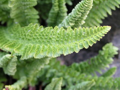 Polystichum lemmonii