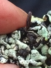 Hypogymnia enteromorpha