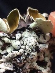 Hypogymnia enteromorpha