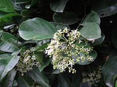 Gomphandra luzoniensis