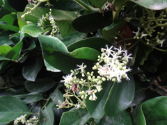 Gomphandra luzoniensis