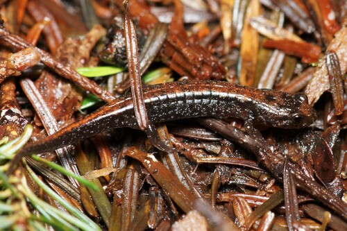 Cherokee Mountain Dusky Salamander