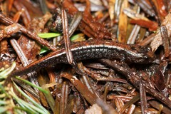 Cherokee Mountain Dusky Salamander photo 5