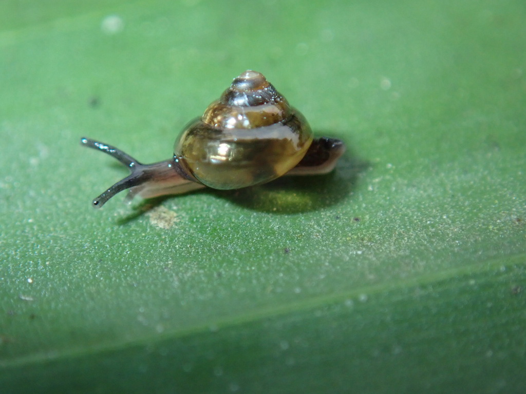 Habroconus