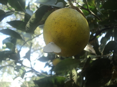 Euselasia cataleuca