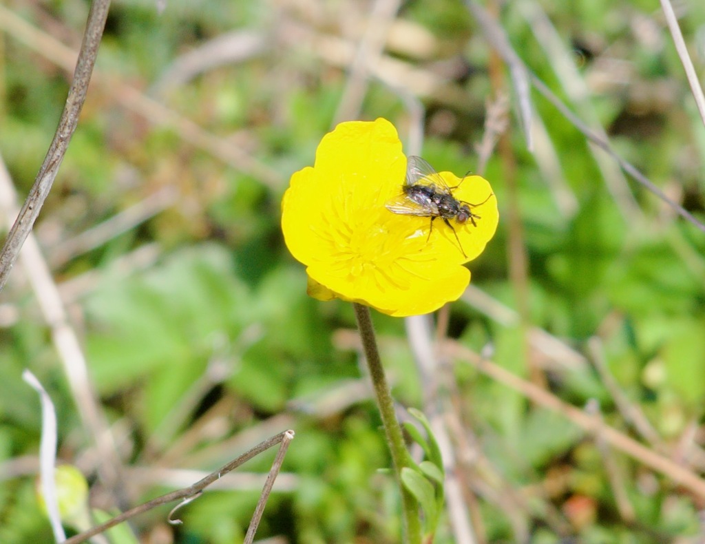 Bristle Flies from Sofia, Bulgaria on April 23, 2023 at 1112 AM by