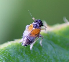 Flavoclypeus andromedus