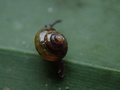 Habroconus