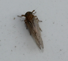 Javesella pellucida