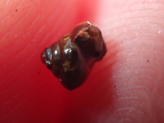 Habroconus