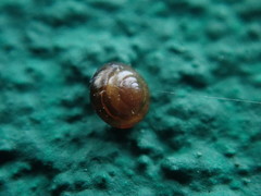 Habroconus