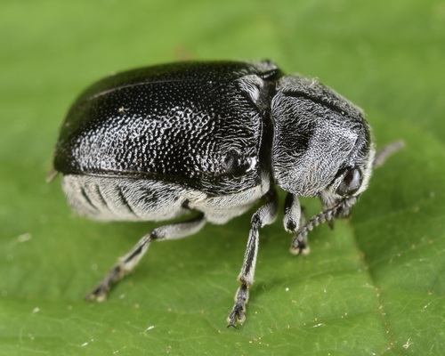 Lord Leaf Beetle photo 2