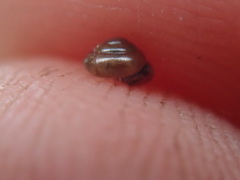 Habroconus