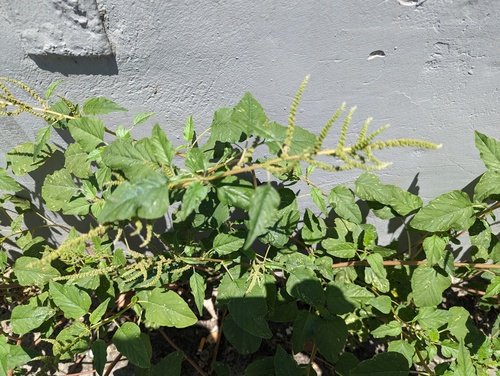 Amaranthus viridis — photo 3