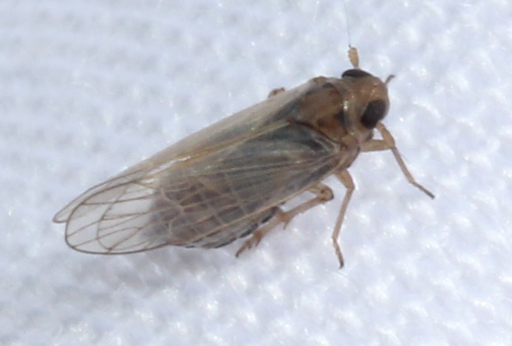 Kosswigianella lutulenta