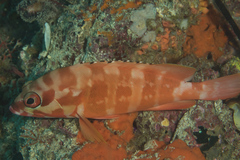 Epinephelus fasciatus