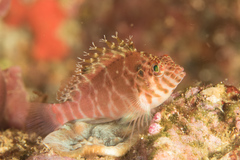 Cirrhitichthys aprinus