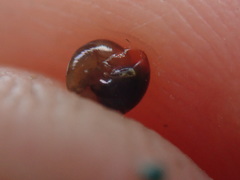 Habroconus