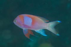 Pseudanthias pleurotaenia
