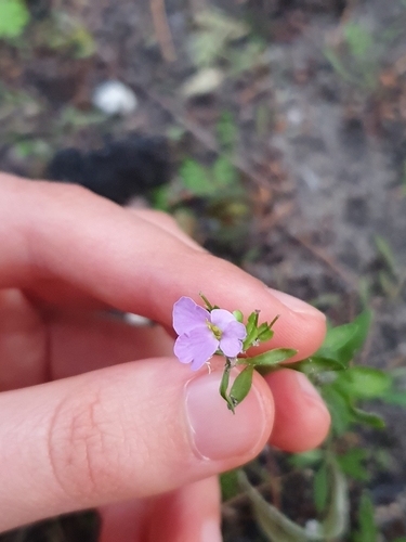 Image of Iberis umbellata by (c) Iona, some rights reserved (CC BY)