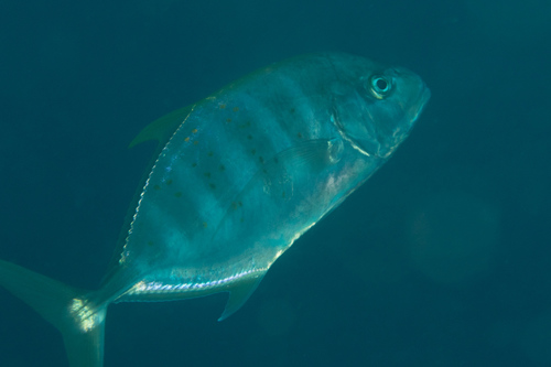 Yellow Spotted Trevally