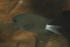 Pycnochromis caudalis
