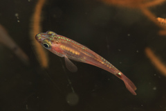 Ostorhinchus dispar