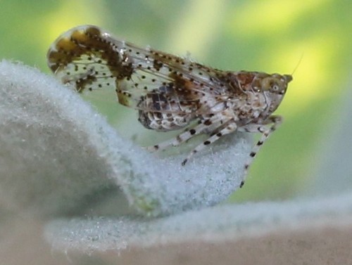 Stobaera concinna
