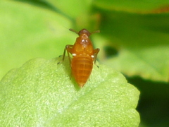 Pissonotus