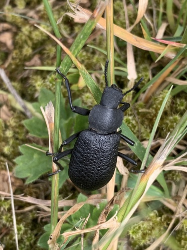 Serrated Darkling Beetle photo 6