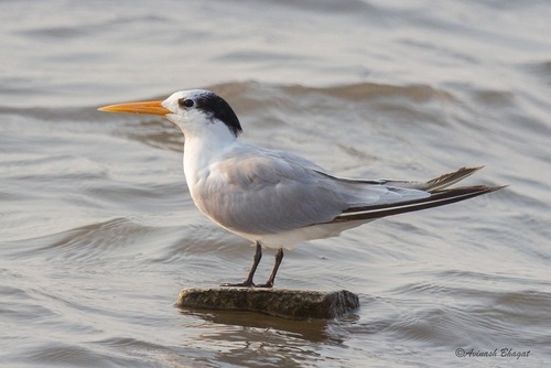 Lesser Crested Tern, photo 5 of 7