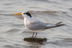 Lesser Crested Tern photo 5