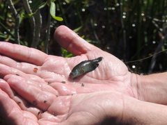 Austrolebias bellottii