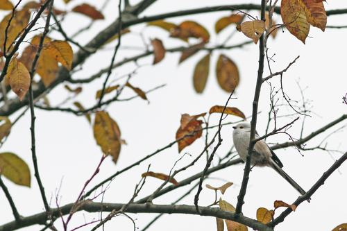 თოხიტარა (Aegithalos caudatus)