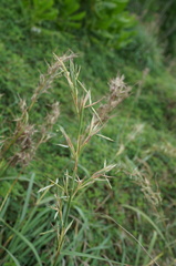 Cymbopogon tortilis