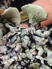 Hypogymnia enteromorpha