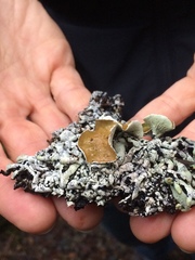 Hypogymnia enteromorpha